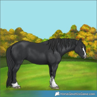 Horse Color:Black 