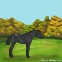 Horse Color:Unknown 