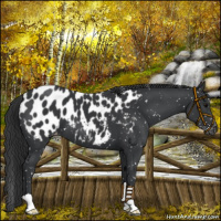 Horse Color:Black Appaloosa 
