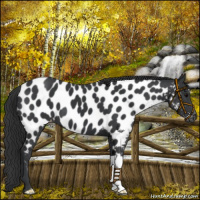 Horse Color:Black Near Leopard 
