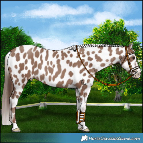 Horse Color:Classic Champagne Appaloosa 