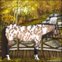 Horse Color:Bay Dun Near Leopard 