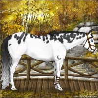Horse Color:Black Splash Near Leopard 