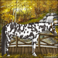 Horse Color:Smoky Black Leopard 