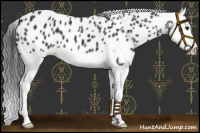 Horse Color:Black Splash Leopard 