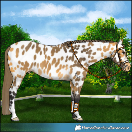 Horse Color:Buckskin Appaloosa 