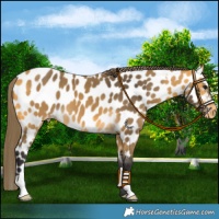 Horse Color:Buckskin Near Leopard 