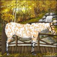 Horse Color:Buckskin Near Leopard 