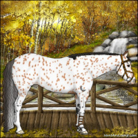Horse Color:Bay Near Leopard 