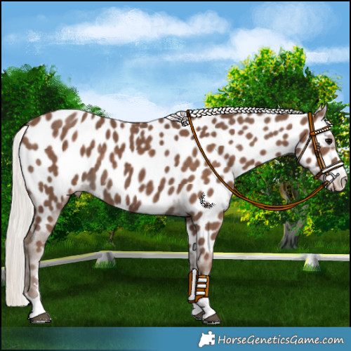 Horse Color:Silver Black Appaloosa