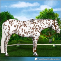 Horse Color:Silver Black Appaloosa 