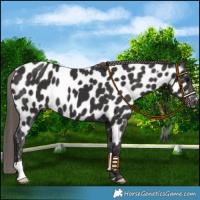 Horse Color:Smoky Black Appaloosa