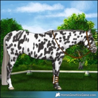 Horse Color:Smoky Black Near Leopard