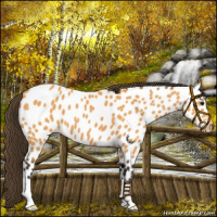 Horse Color:Buckskin Appaloosa 