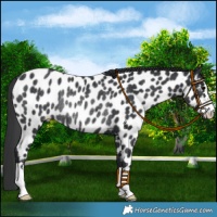 Horse Color:Black Near Leopard Rabicano 