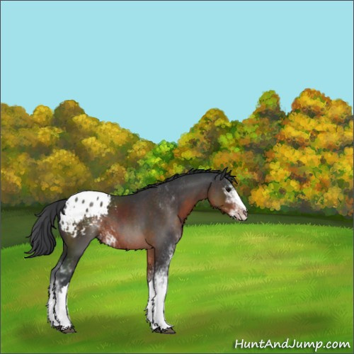 Horse Color:Brown Sabino Appaloosa 