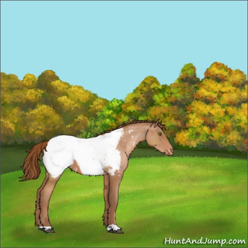 Horse Color:Brown Roan Pearl Appaloosa 