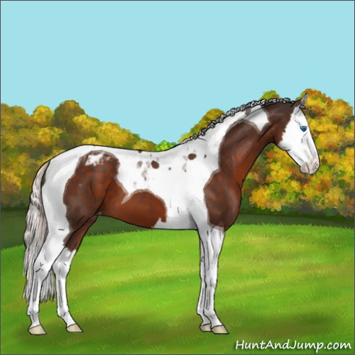 Horse Color:Silver Brown Splash Tobiano Appaloosa 
