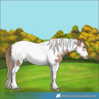 Horse Color:Black Pearl Mushroom Splash Tobiano Frame Rabicano