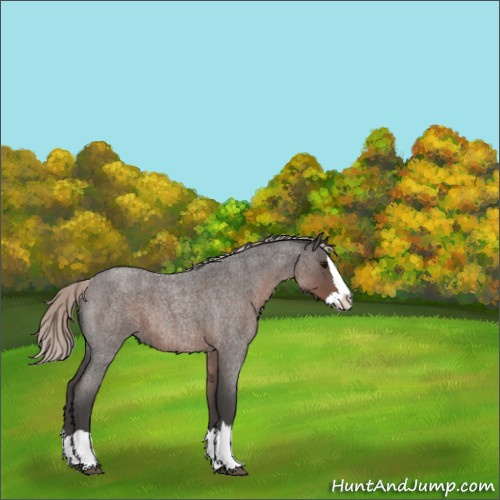 Horse Color:Silver Blue Roan Splash 