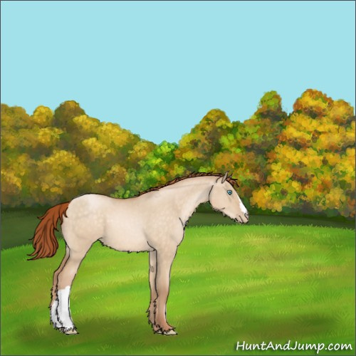 Horse Color:Buckskin Pearl Dun 
