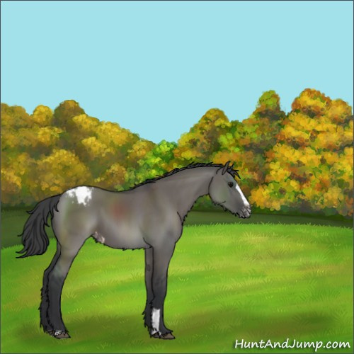 Horse Color:Grullo Sabino Appaloosa 