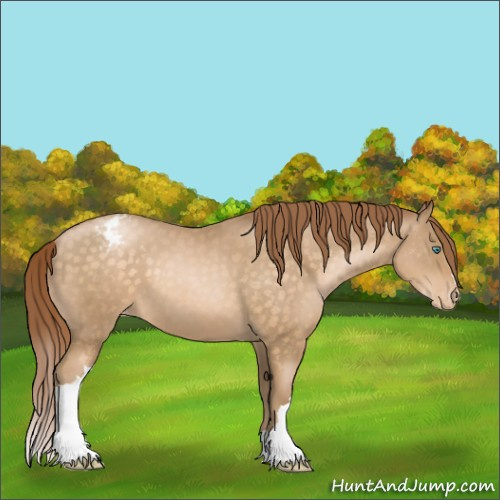 Horse Color:Buckskin Pearl Appaloosa 