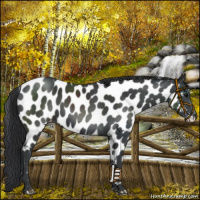 Horse Color:Black Near Leopard 