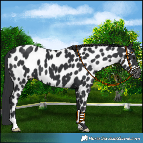 Horse Color:Black Appaloosa 