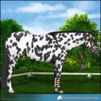 Horse Color:Black Near Leopard 