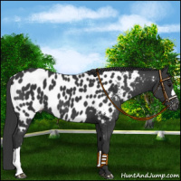 Horse Color:Black Appaloosa