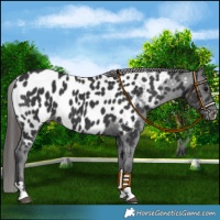 Horse Color:Black Near Leopard