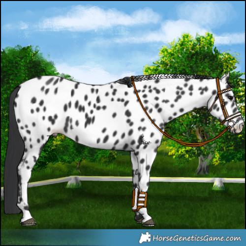 Horse Color:Black Appaloosa 