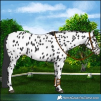 Horse Color:Black Near Leopard 