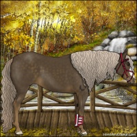 Horse Color:Chocolate Palomino 