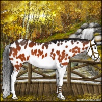 Horse Color:Bay Splash Near Leopard 