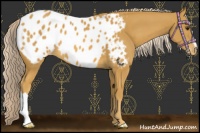 Horse Color:Palomino Appaloosa