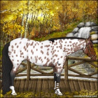 Horse Color:Brown Roan Near Leopard 