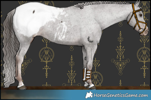 Horse Color:Liver Chestnut Appaloosa 