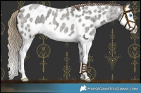 Horse Color:Liver Red Roan Splash Appaloosa 