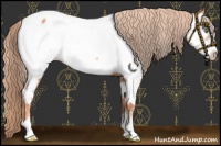 Horse Color:Gold Champagne Frame Appaloosa