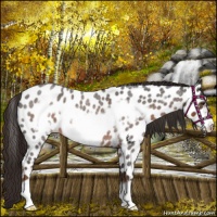 Horse Color:Liver Red Roan Frame Appaloosa 