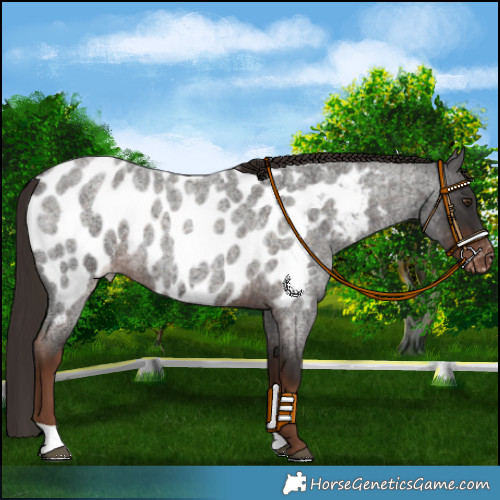 Horse Color:Liver Red Roan Appaloosa 