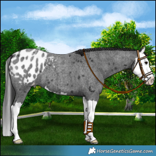 Horse Color:Blue Roan Splash Appaloosa 