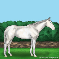 Horse Color:Cremello Dun Tobiano Appaloosa 
