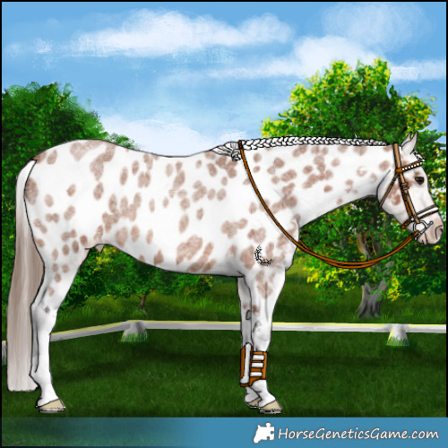 Horse Color:Bay Roan Appaloosa