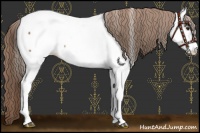 Horse Color:Chocolate Palomino Roan Appaloosa