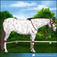 Horse Color:Chocolate Blue Roan Near Leopard 