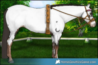 Horse Color:Liver Chestnut Appaloosa 