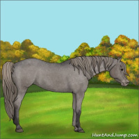 Horse Color:Smoky Black Varnish 